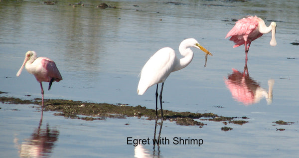 Sanibel Spoonbills & Egret with Shrimp