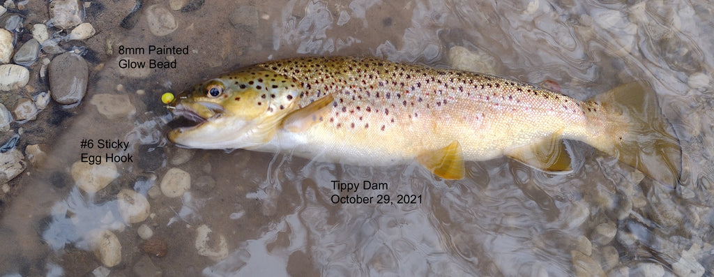 Tippy slow October 29, 3 Brown Trout on Yellow Beads