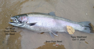 21) Tippy, October 10 and 17th. Salmon and Steelhead are in