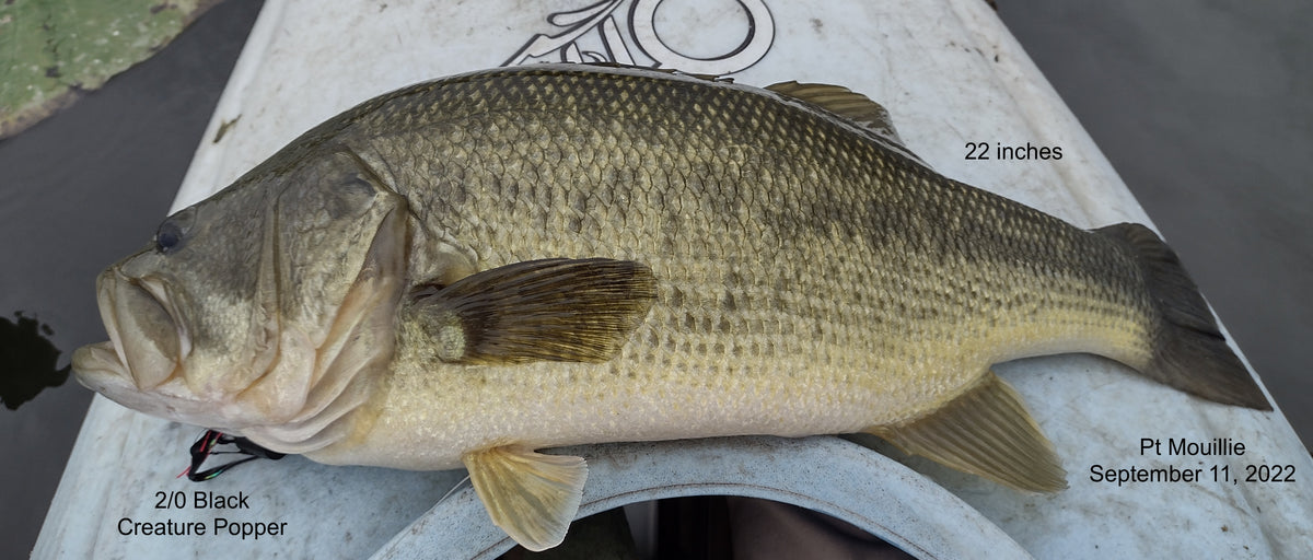 Big Bass on Poppers, Pt. Mouillie Sept 11, 2022 #5/5 – Eggman Flies and ...