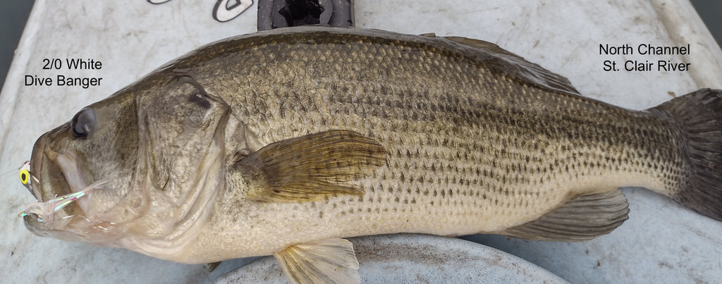 Kayak North Channel Bass & Pike