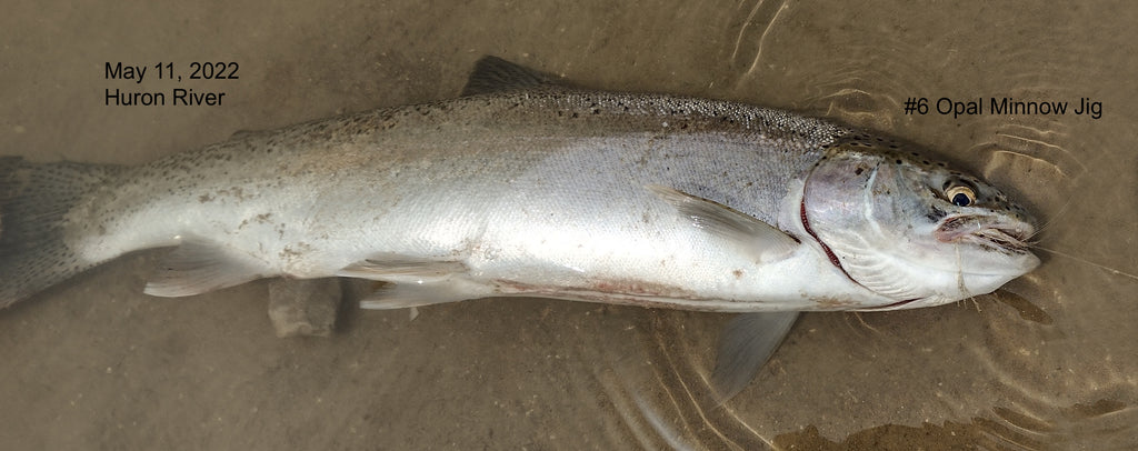 Late Huron Steelhead, May 11, 2022