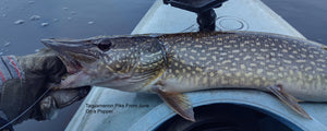 Slow day at Tahquamenon, One Musky Rushed 3 different Poppers.