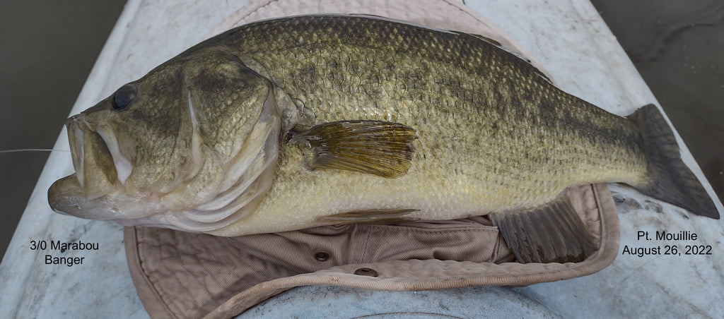 Many Big Bass on Poppers Point Mouillie August 26, 2022 #3/5