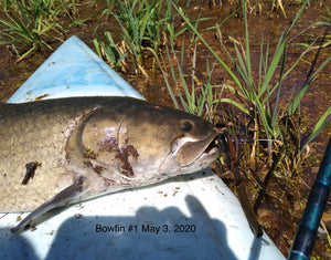 2) Shallows are crazy hot for Bowfin.  May 3, 2020