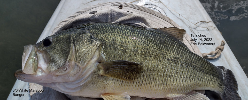 Lots of Bass on Erie Shorline Take Poppers July 14, 2022