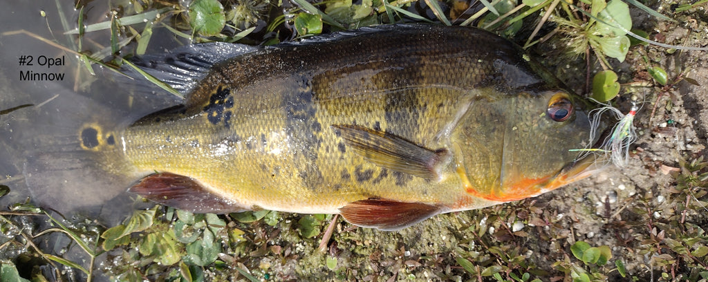 Popular Golden Gate Park Canal, Peacock Bass