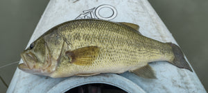 Kayak Hudson Lake Musky Trip 7/2/23, 7/21/23