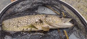 Kayak Big Pike and Bass on Topwater July 23. 2023