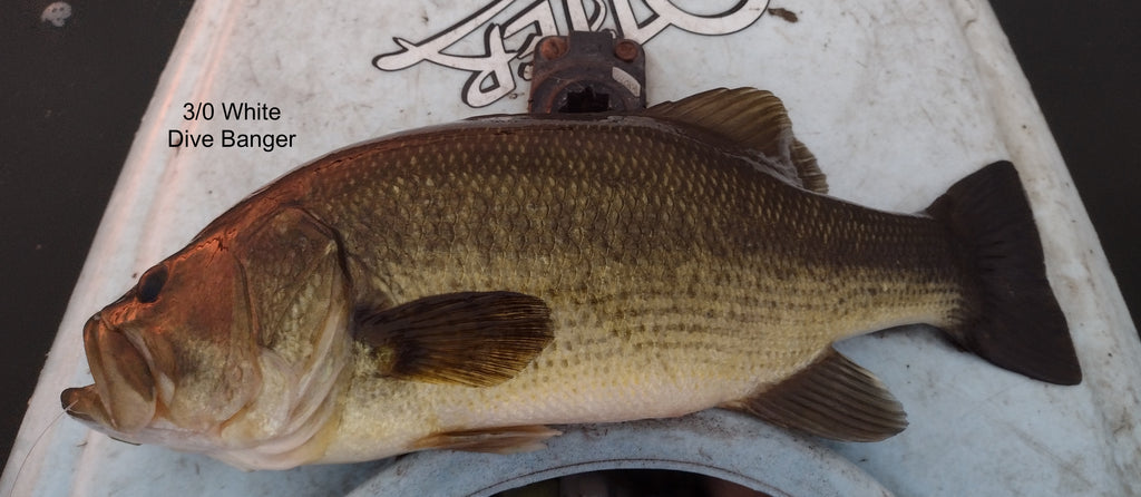 Bass & Pike Hooked on Popper Flies Kayaking in weeds, Some Landed, August 25, 2023