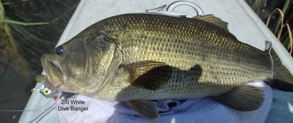 Tried Bowfin on Flies, Got Bass