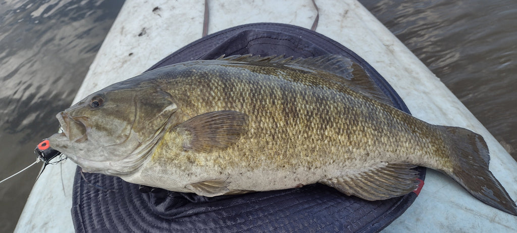 MFFC Michigan Thumb Smallmouth Outing, Deep Black Water River Bass