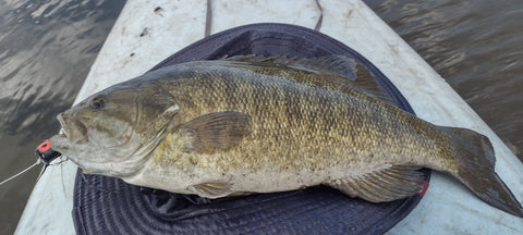 MFFC Michigan Thumb Smallmouth Outing, Deep Black Water River Bass