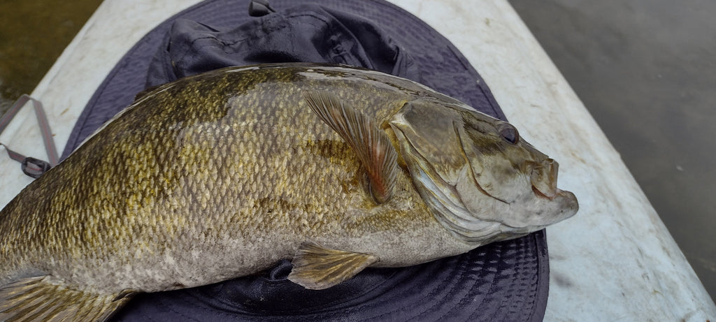 MFFC Smallmouth Outing Huge Wind Day, Top Water Giants