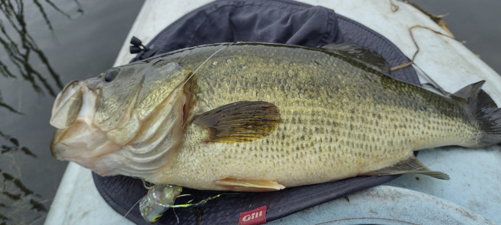 Small Saginaw Bay Tributary Topwater Bass