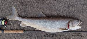 Lakers on Jigs Under a Float, 1 For 2 Au Sable Pier, November 21, 2021