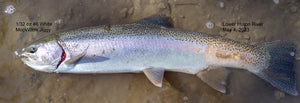 Huron River Drop Back Steelhead, April 29, May 5, 2023