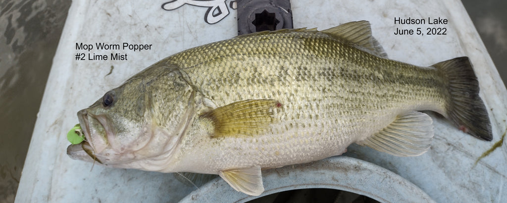 Hudson Lake Bass in Shallows on Poppers, June 5, 2022