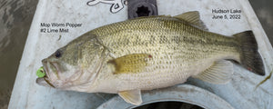 Hudson Lake Bass in Shallows on Poppers, June 5, 2022