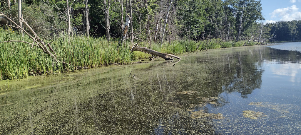 L. Mi. Small Rivermout Lake, Bowfin Quest, Bass, Day 1