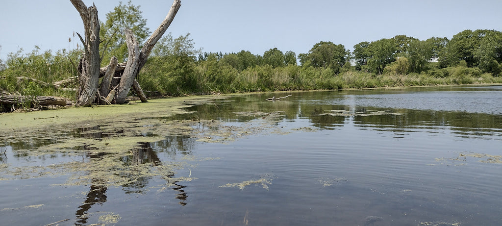 Shallow backwaters off Muskegon lake yield Bass and maybe a Bowfin hit.