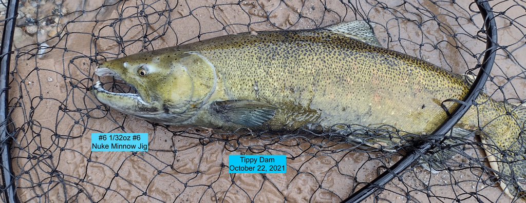 Browns, A Salmon, and Steelhead at Tippy Dam, October 22, 2021