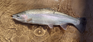 3 Day Steelhead Camp.