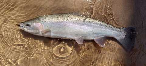 3 Day Steelhead Camp.