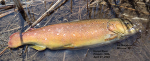 Huron River Stocked Trout, April 27, 2023