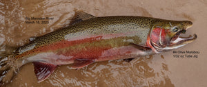 Dark Steelhead at Tippy Dam