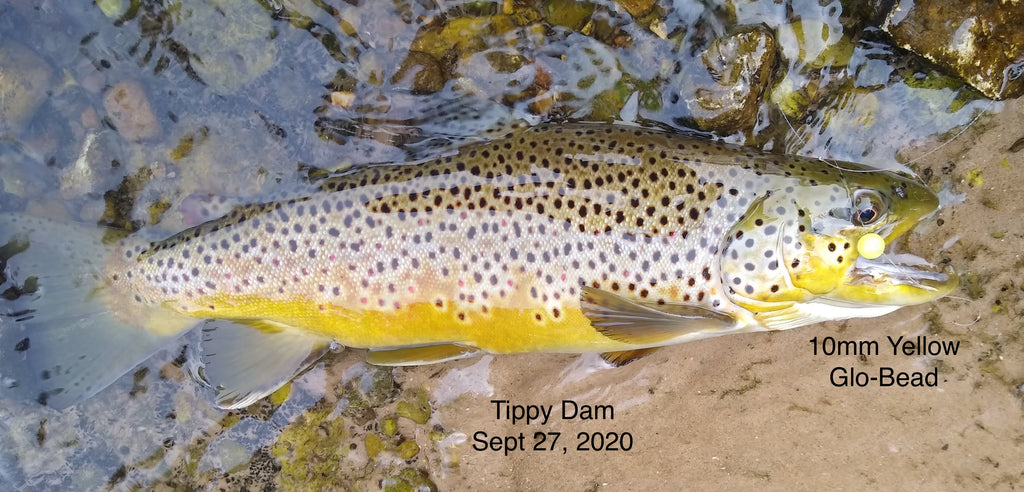 20) 10mm Yellow Glo-Beads take Browns behind Spawning Salmon.