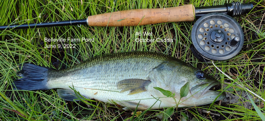 Farm Pong BlueGills and Bass